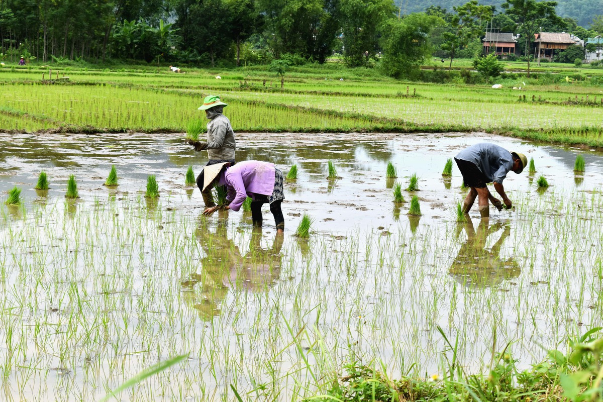 Mai Chau in July